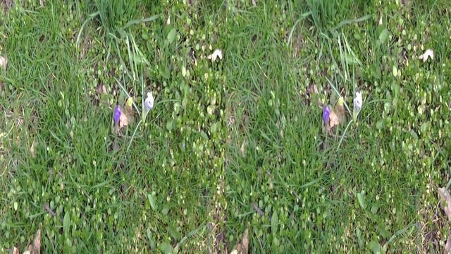 Весна пришла 3D