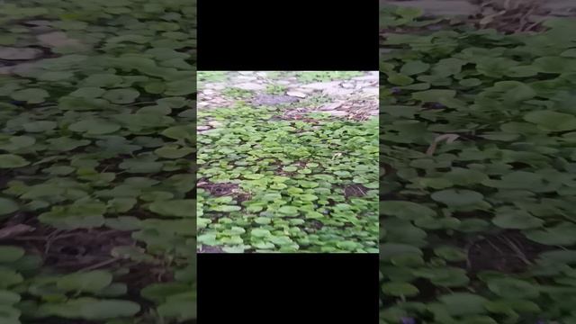 Продолжение