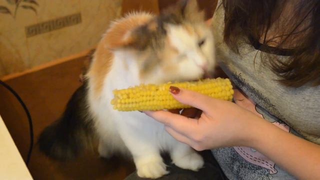 И снова кушаем кукурузу. Кукурузная душа!!!