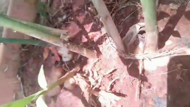 How To Easily Grow Ginger At Home In Containers