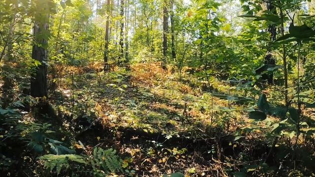 В лесу на велосипеде