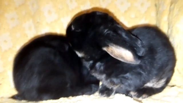 Рекс кролик умывается