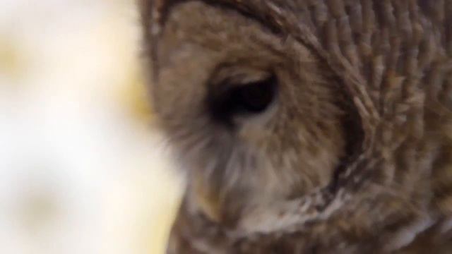 Хищные птицы   самое красивое видео о пернатых охотниках