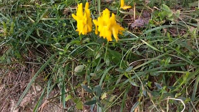 Genista Tinctoria (medicinal Herb)