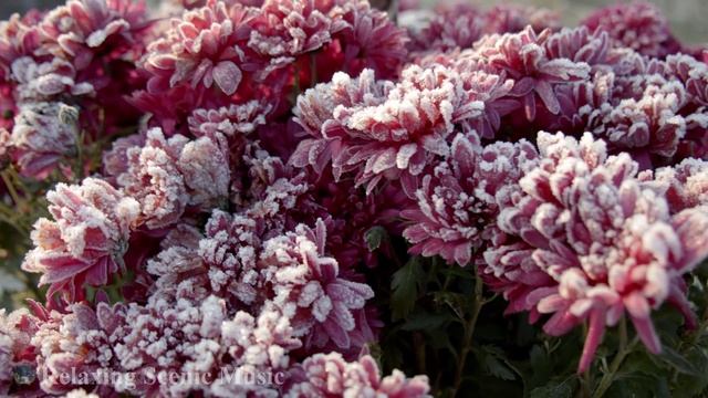 Colourful Flowers In 4K - Relaxing And Romantic Music With Beautiful Flowers Nature Video - Ultra H