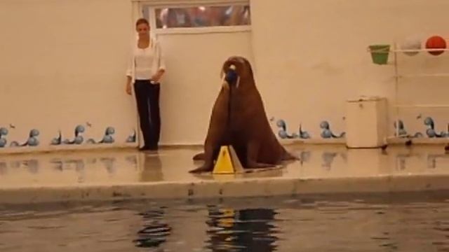 Walrus Show