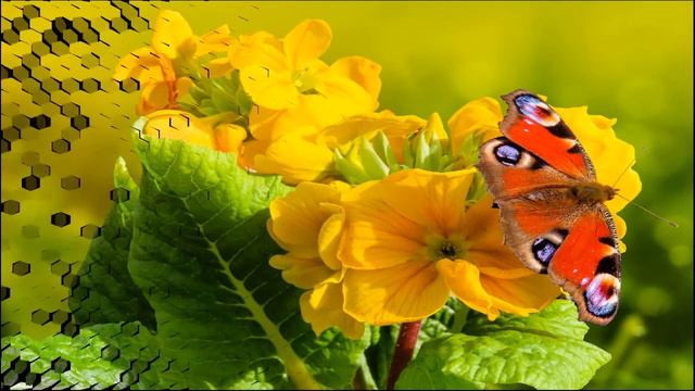 🌺💐flores E Orquideas Raras Variedades 💐🥀flowers And Orchids Rare Varieties