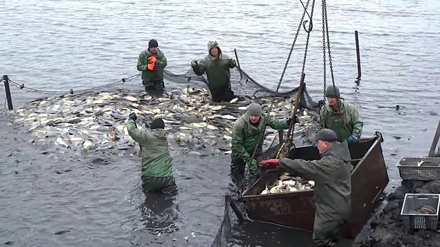 Пруды КФХ Д. И. Захарова в Чернышевке Новобурасского района