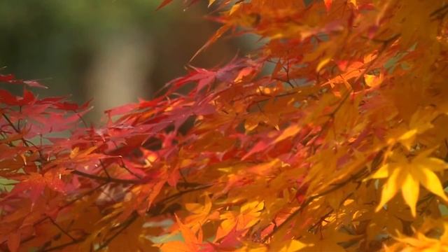 Autumn footage   Осенний футаж 82