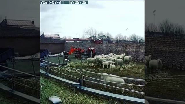 Баран атаковал ребёнка.Слабонервным не смотреть.#ребёнок