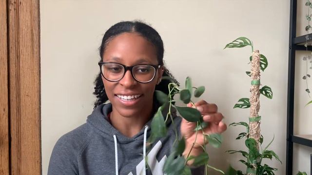 My $15 ALBO MONSTERA | The Best Plant Swap Ever + A Haul