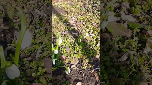 Запахло весной. Подснежники цветут.