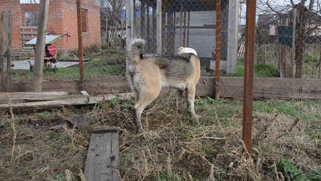 Харти (Дарстан Орхан + Эль) 2