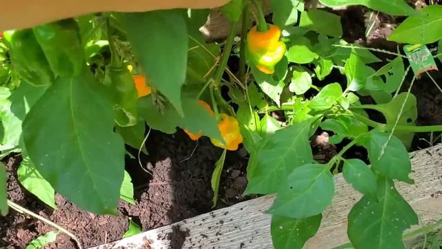 Leah's Leaves Garden Tour August 21, 2021; Fall Planting And Seed Sowing