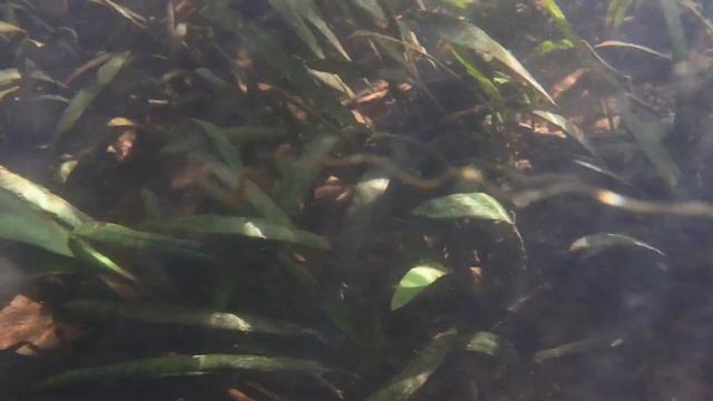 Aquatic Aroids In The Western Ghats