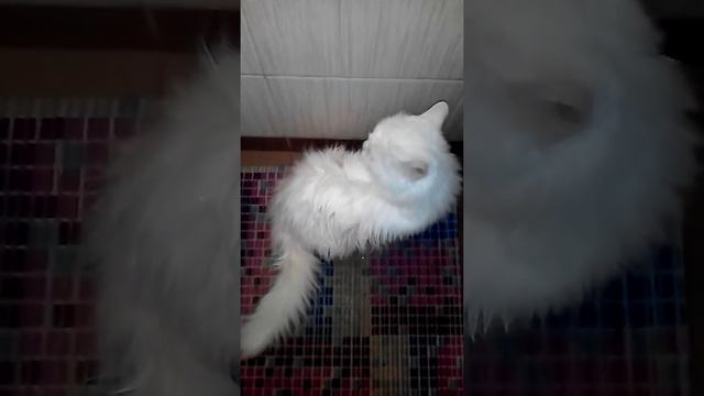 Кот принимает душ