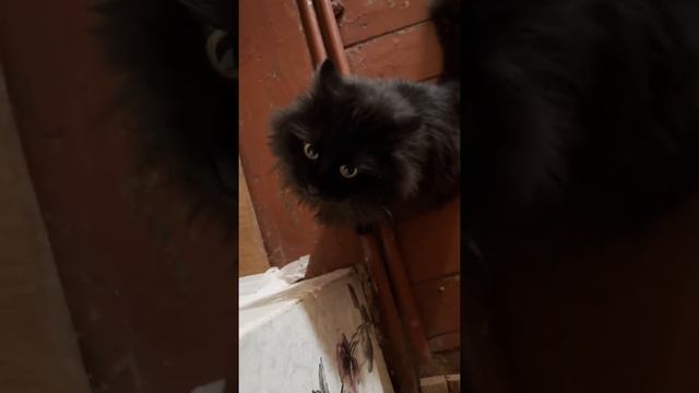 Чернуха хочет гулять 😻 мяуканье кота