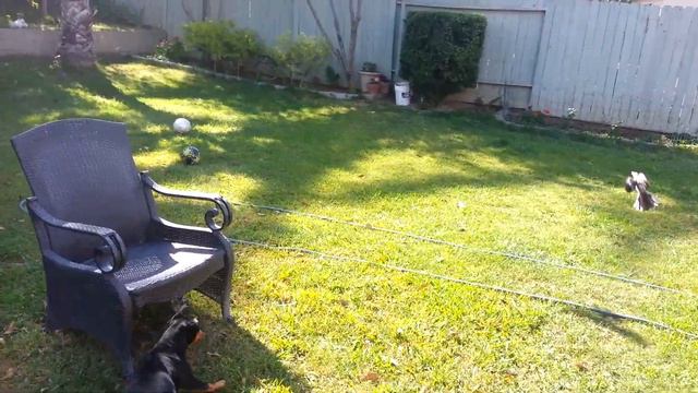 Mini Pincher  Under Bird  Atak. Атака на минипинчера