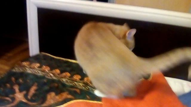 Ну допустим спящий кот,