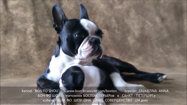 Она Само Совершенство     24 дня