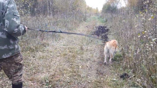 много БОБРОВ у наших дач