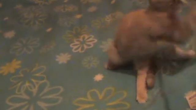 Scottish Fold Scherzo Хомячок 07/09/10