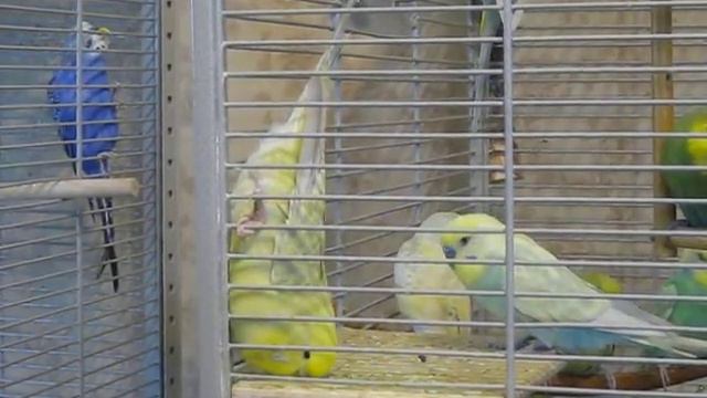 Белла стоит на голове.