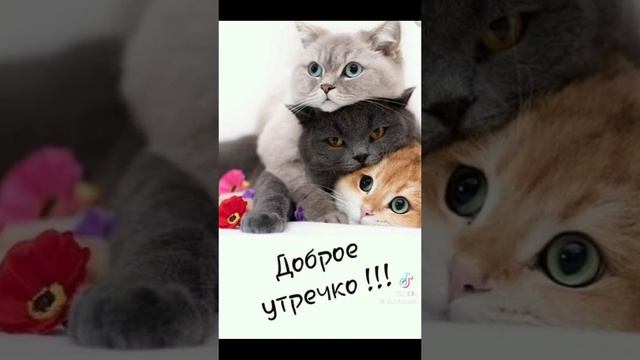 Михаил Кукис