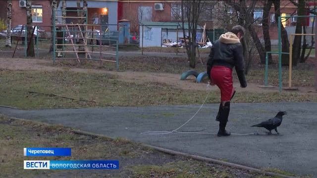 Удивительное рядом: говорящий ворон живёт в череповецкой семье