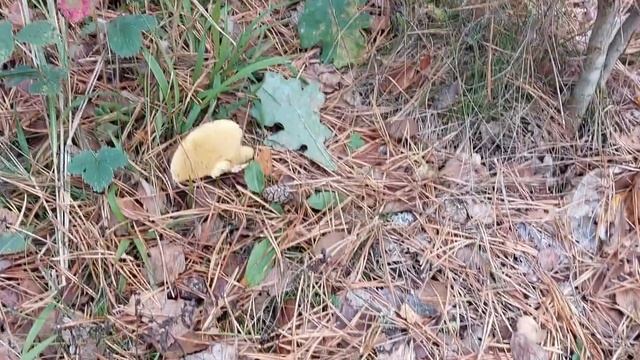 Грибы Денежки. - Коллибии. Лес Козьи Горы. Березки.