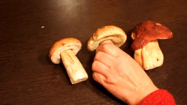 Три формы одной радости! Сравнение  берёзового, елового, соснового  белого гриба.