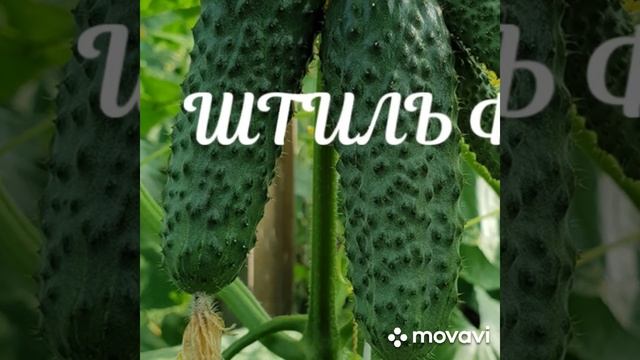 ВНИМАНИЕ! ОН ПРОФИ -  2 ОГУРЦЫ // ЦЕНА 850 РУБ. НАБОР // ВАЦАП 8-915-245-81-59  ПИСЬМЕННО!