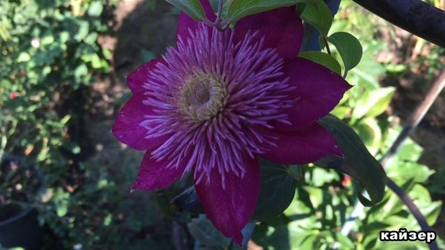 ШОУ КЛЕМАТИСОВ в моем саду. Сезон 2020.