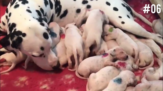 Dalmatian Facts: Why Did Gypsies Love These Dogs?