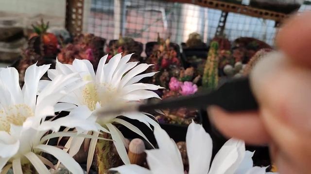 Basic How To: Pollination Echinopsis Subdenudata Cactus