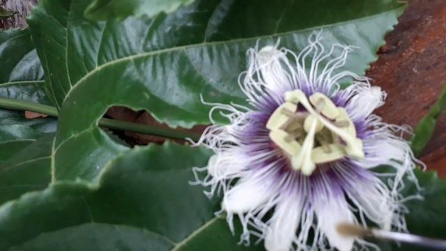 Пассифлора эдулис Фредерик