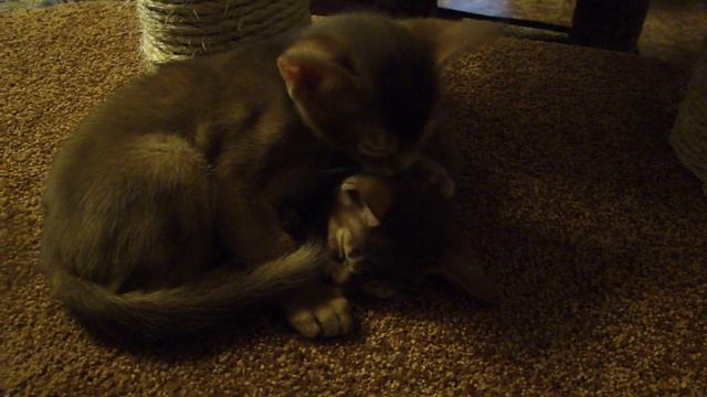 Братская любовь абиссинских котят