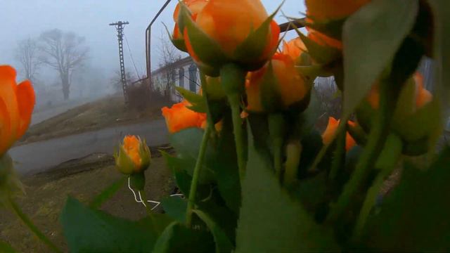 19.02.2024. День Мамы.