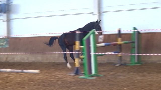 AKHAL-TEKE COLT   RYSAL-SER