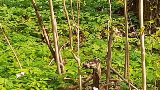 ПЕРВЫЕ РОСЫ. ПЕРВЫЕ ЛИСТЬЯ. Пройдёмся по майскому лесу.