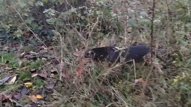 щеночки готовятся к поездке по домам.