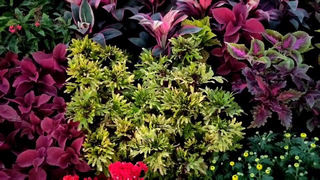 Plant Nursery Visit || Dhananjay Singh Nursery || Rose, Petunia, Dianthus, Snake, Ceramic Pots🌵