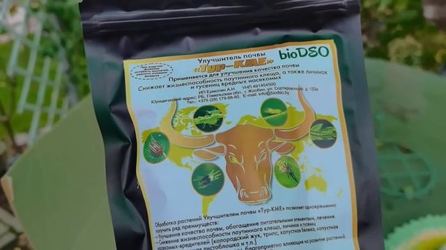 Пять правил посадки чеснока. Как обойтись без болезней и вредителей