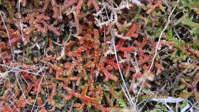 Selaginella Denticulata Syn  Lycopodium Denticulatum Or Mediterranean Clubmoss  In Dry Conditions
