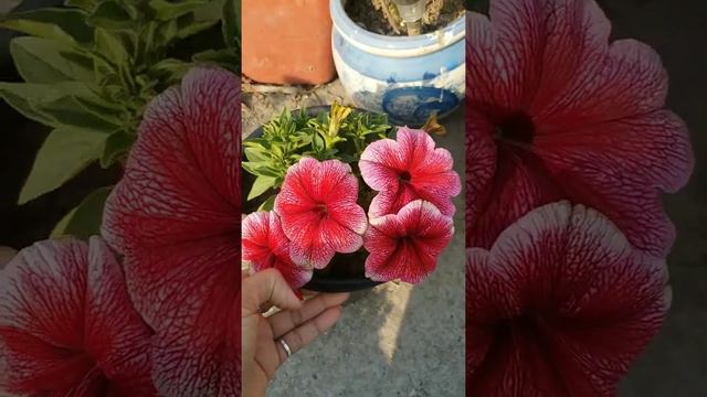 81🌹Best Way To Care And Grow Petunias|| How To Get Enormous Flowering On PETUNIA|| Evergreen Garden