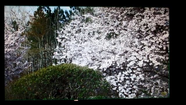 Narcissist Use Birthdays, Anniversaries And Holidays To Obtain Fuel And Control -Vlog Day #53