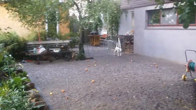 37e0a4a87b2a3c8aba4fdfaf922db03e