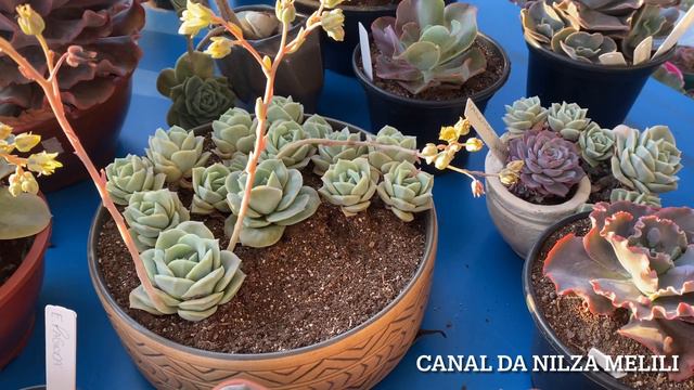 467279795733b57d6f6b65449c144a7b