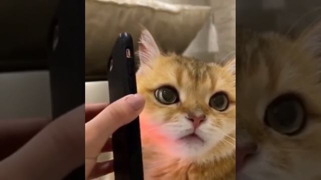 #funny #meme #memes #смех #смешноевидео #Shorts