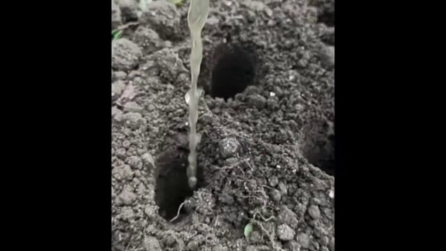 Пересадка гранату🌳